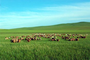 呼伦贝尔，草原明珠，自然赞歌之韵